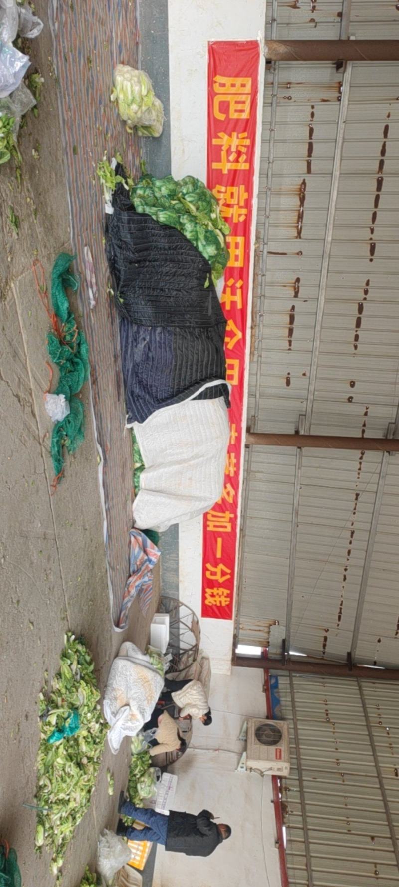 娃娃菜河南安阳精品娃娃菜、净菜、毛菜