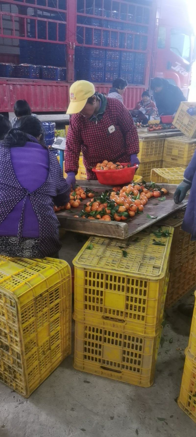 广西砂糖橘，一手货源，可对接电商商超等，诚信经营，量大从优