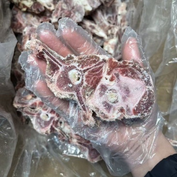 多肉羊蝎子