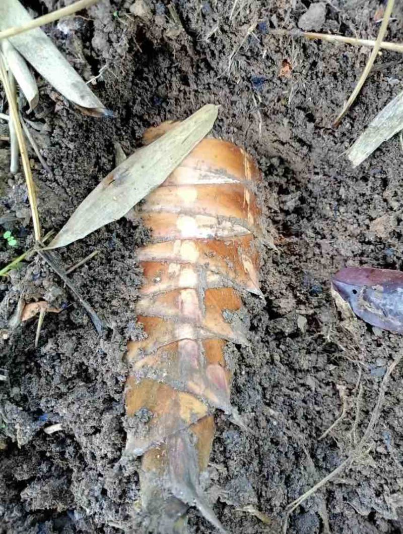 云南甜竹笋基地直发对接全国提供一条龙服务量大从优