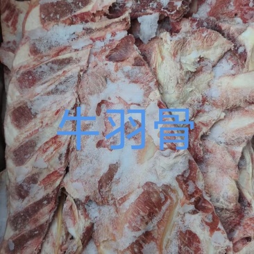 牛羽骨