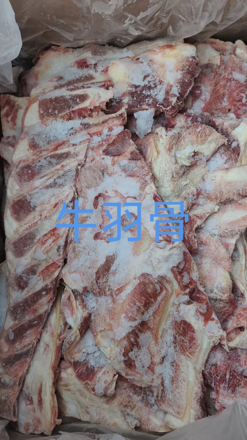 牛羽骨