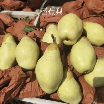 香蕉梨七毛