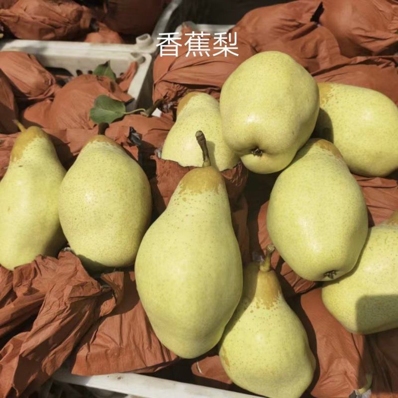 香蕉梨七毛