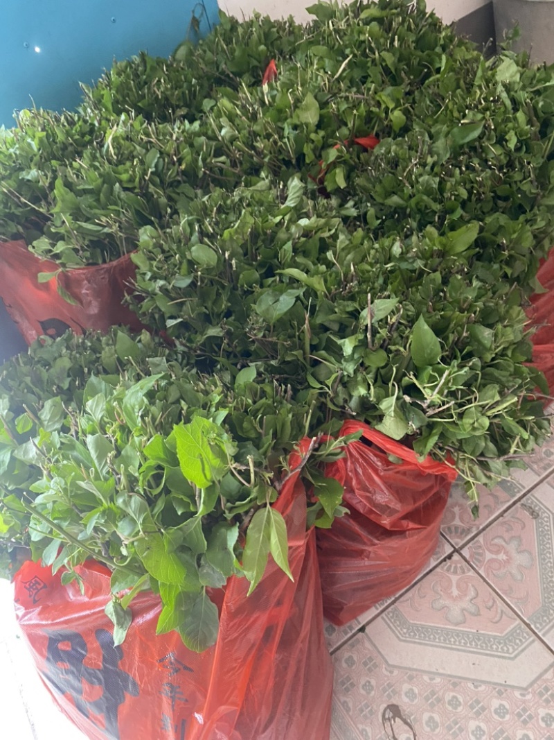 水杨桃实生苗，嫁接**，根系发达，苗子粗壮