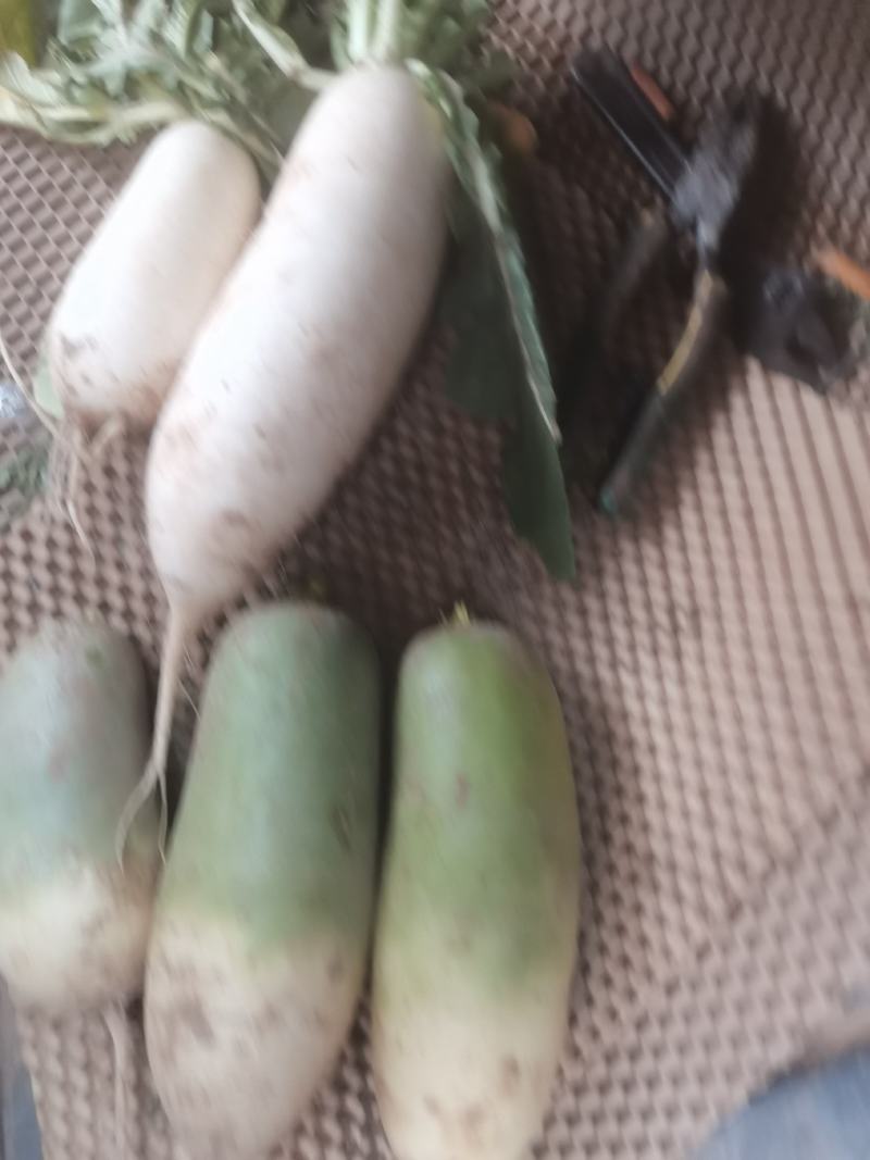 白萝卜青萝卜