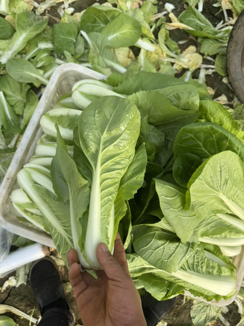 毛白菜
