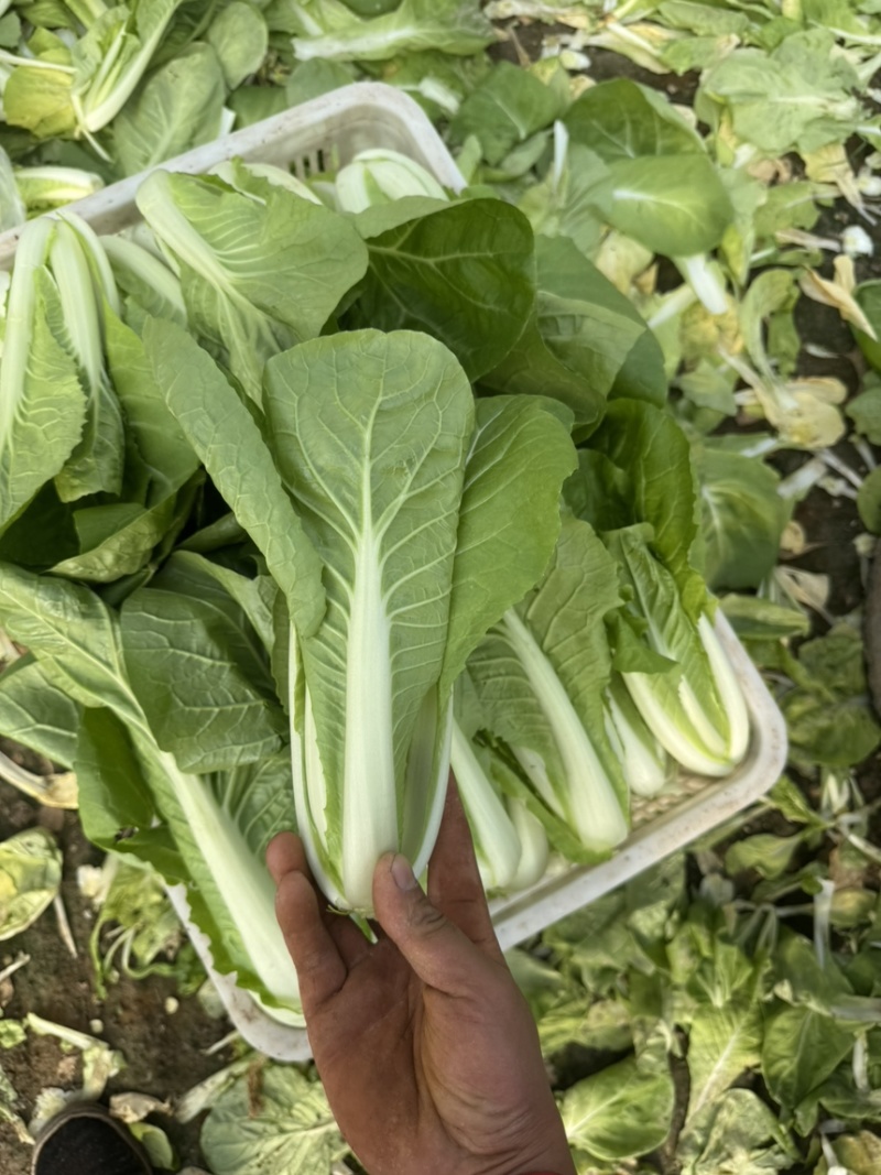 毛白菜
