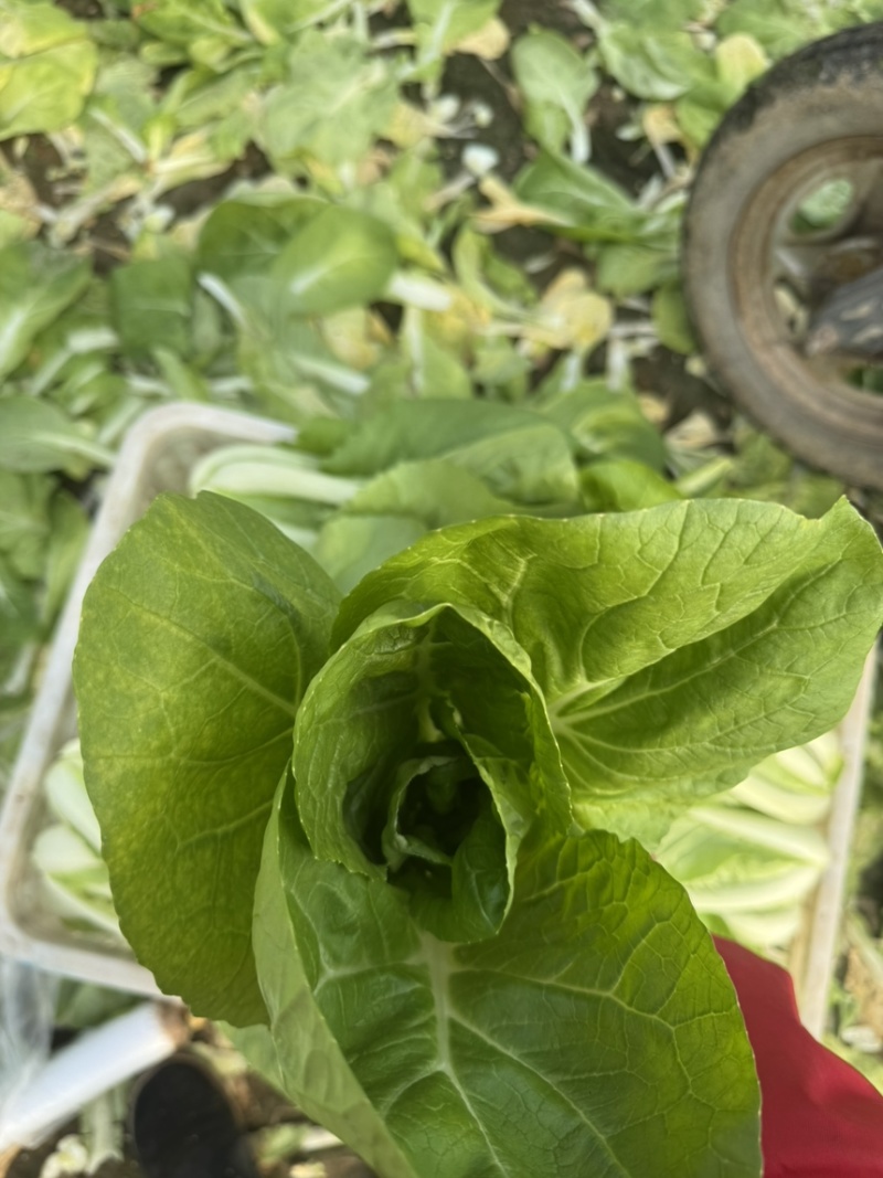 毛白菜