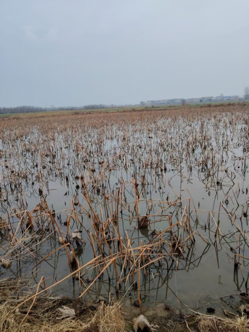 头年种植精品堰塘莲藕鄂莲6号