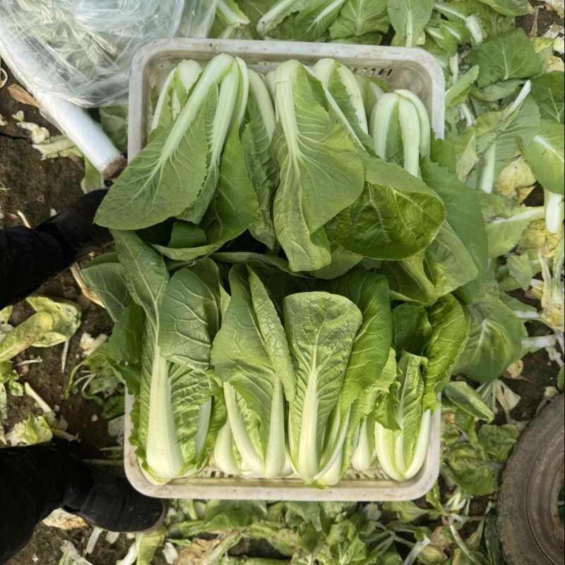 毛白菜