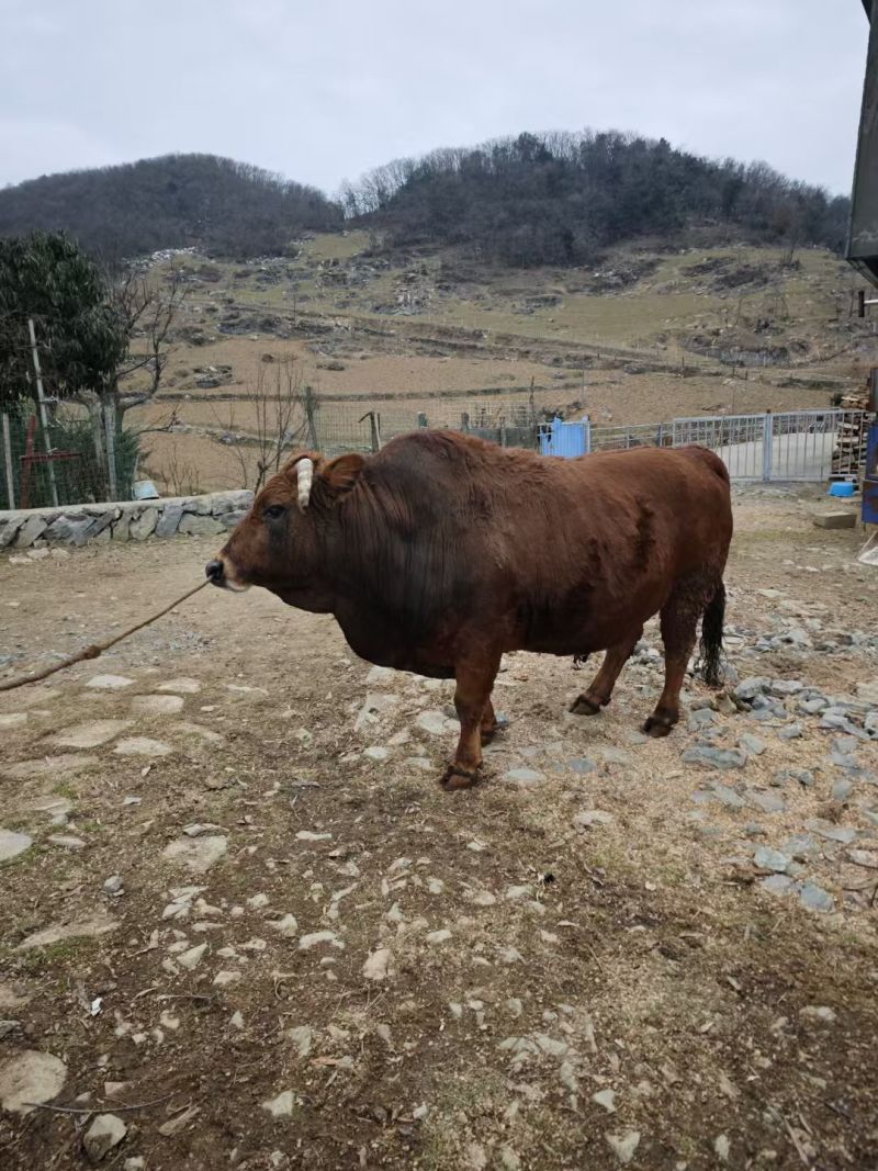 黄牛