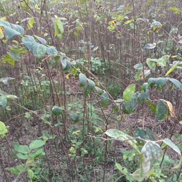 大量出售当年红榉树小苗价格可以面谈，榉树苗，基地直供