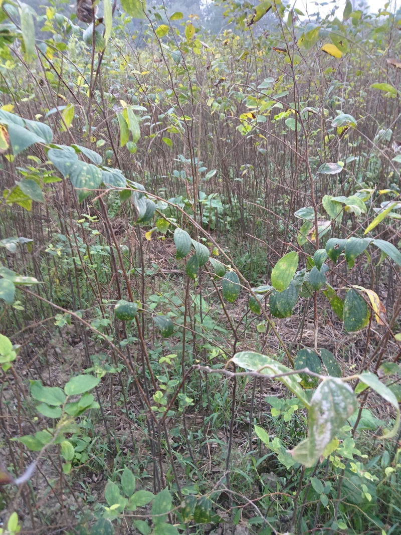 大量出售当年红榉树小苗价格可以面谈，榉树苗，基地直供