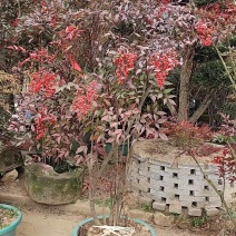 《南天竺》浙江基地直发提供技术指导包成活率量大从优