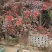 《南天竺》浙江基地直发提供技术指导包成活率量大从优