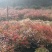 《南天竺》浙江基地直发提供技术指导包成活率量大从优