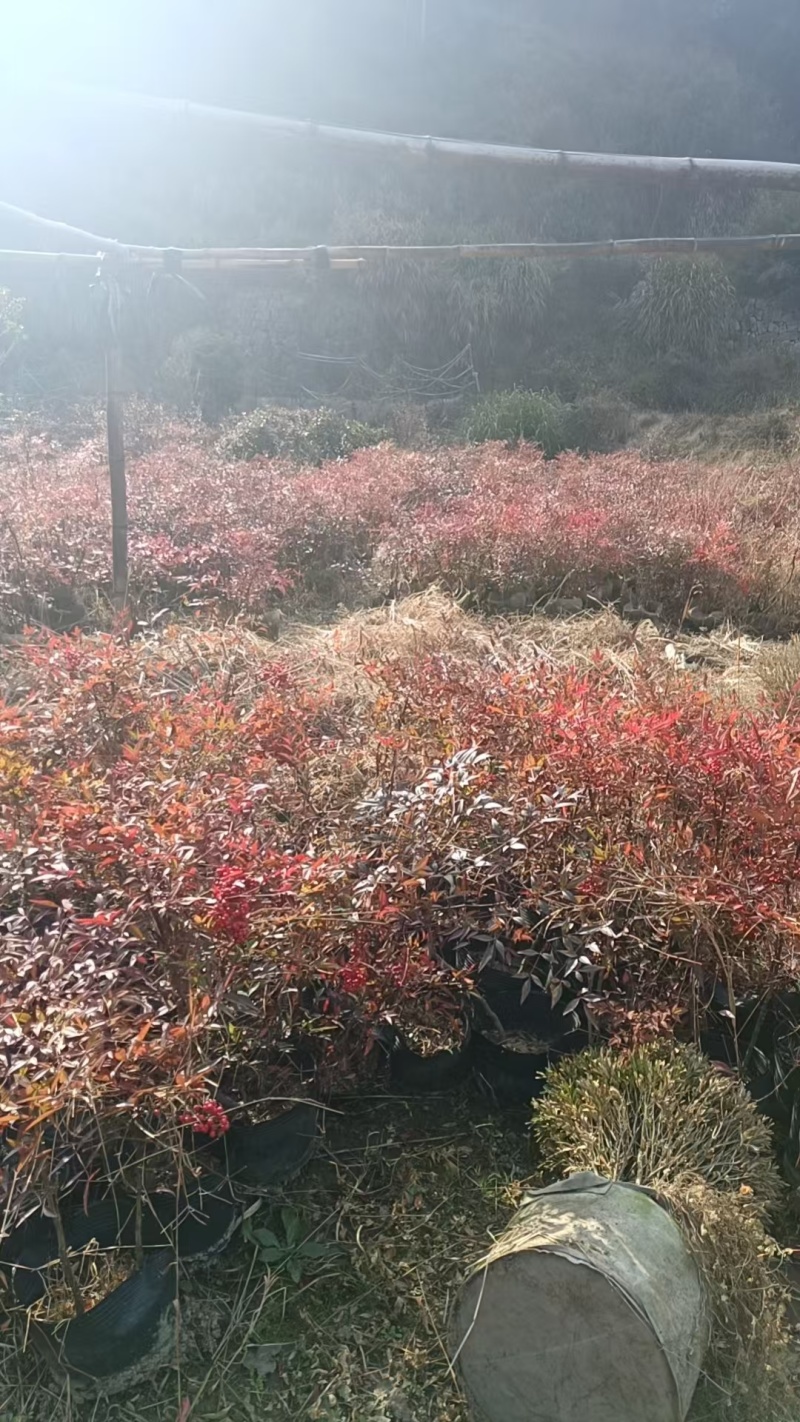 《南天竺》浙江基地直发提供技术指导包成活率量大从优