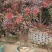 《南天竺》浙江基地直发提供技术指导包成活率量大从优