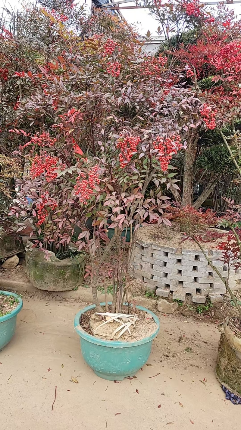 《南天竺》浙江基地直发提供技术指导包成活率量大从优