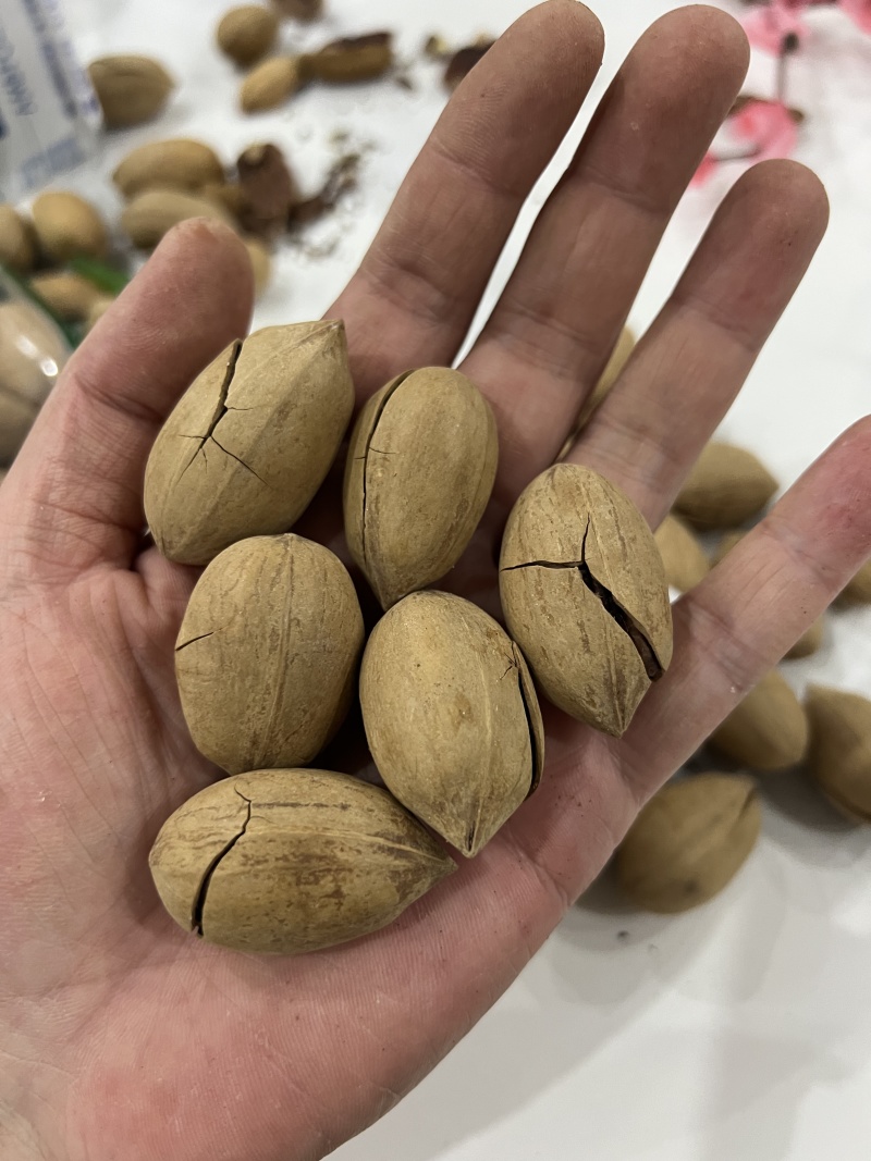 好货碧根果无黑尖一手货源价格实惠