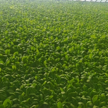 小油菜