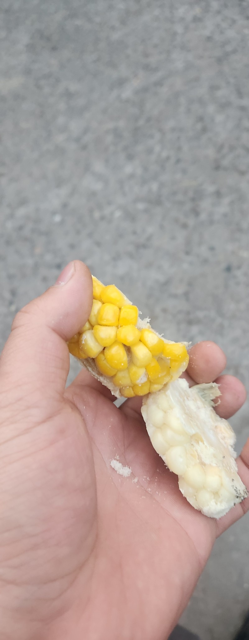 熟化冻玉米头子下脚料无黑斑人可直接食用