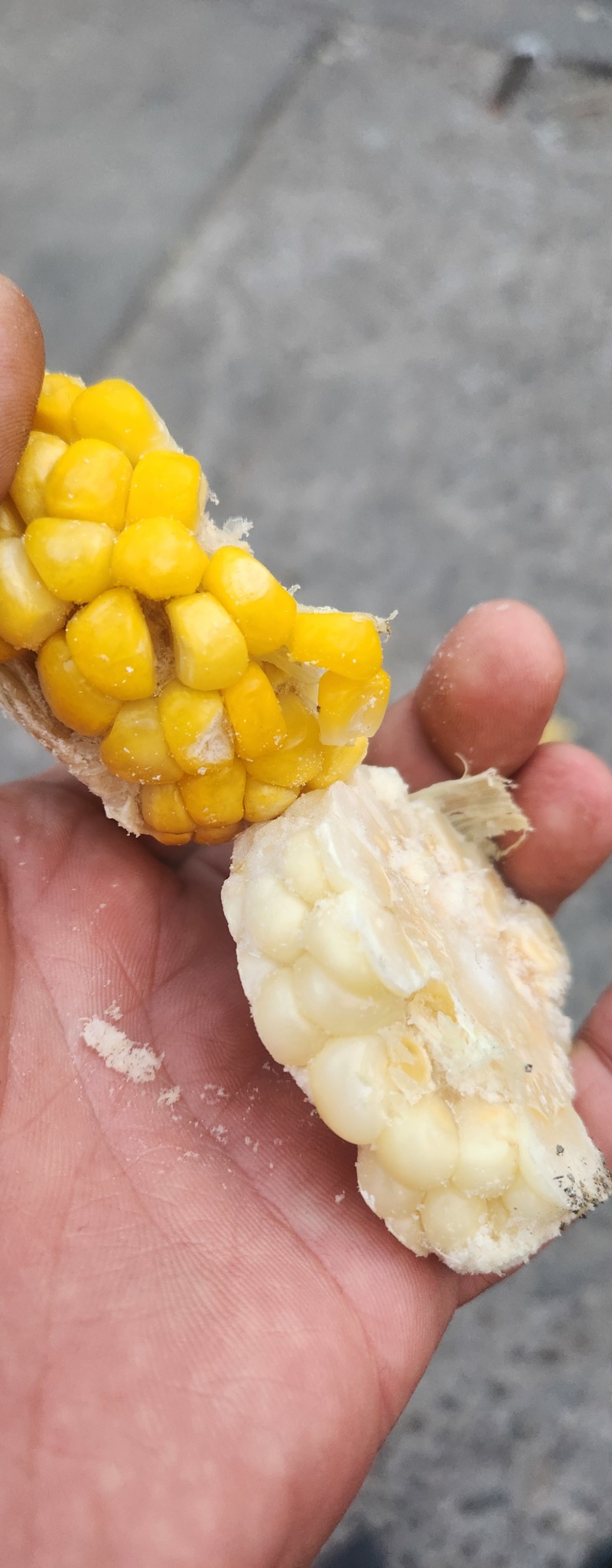 熟化冻玉米头子下脚料无黑斑人可直接食用