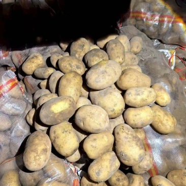 V7土豆河北土豆规格齐全，品质保证，价格可谈，代发全国