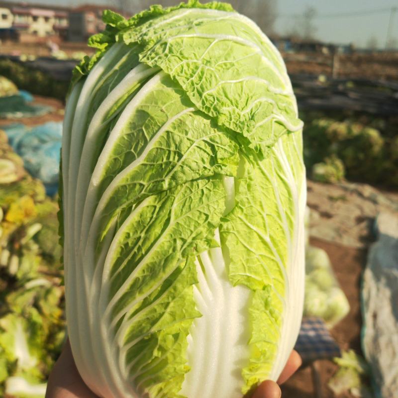 河南产地大白菜，产地直发品质保证合作市场商超配送中心