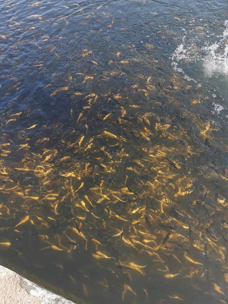 常年销售优质虹金鳟鱼苗，欢迎订购