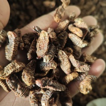 蛴螬足二斤低盐货鸡婆虫老母虫货好量大不满意保退换