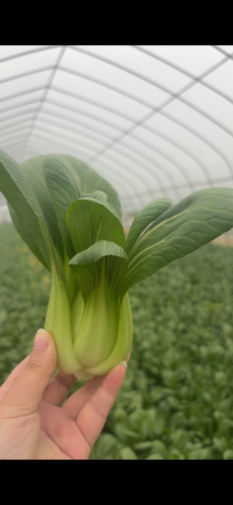 优质上海青