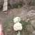 温州白花菜现货