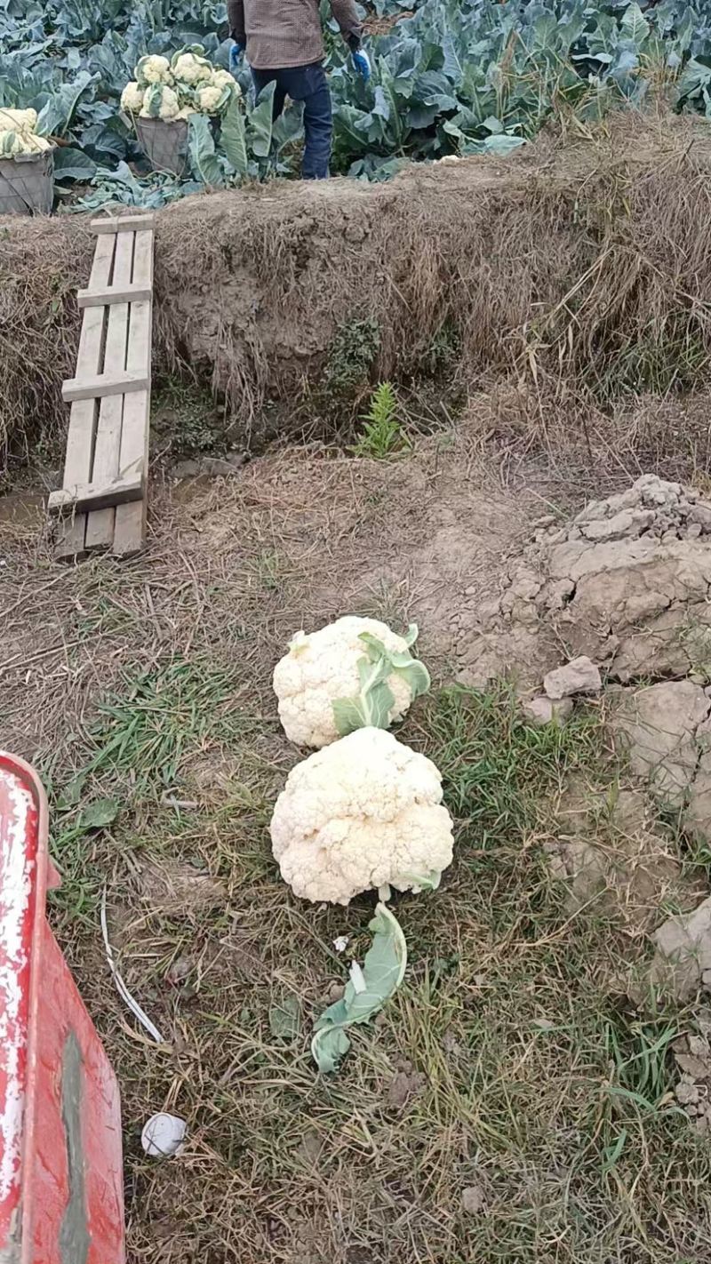 温州白花菜现货