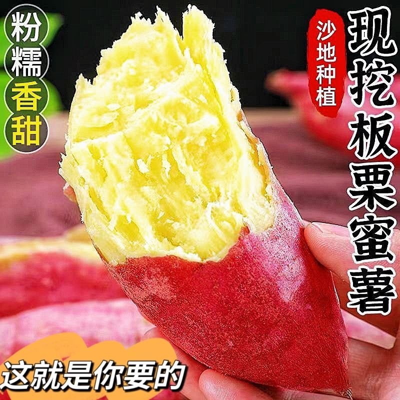 济薯26板栗红薯粉糯香甜沙地种植大量现货价格优惠