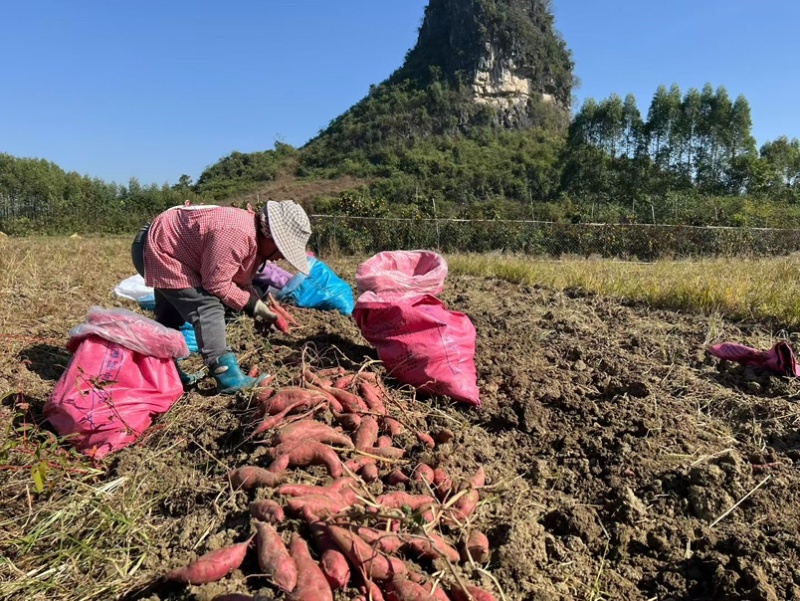 济薯26板栗红薯粉糯香甜沙地种植大量现货价格优惠