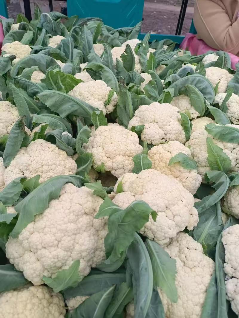 有机花菜青梗白面产地一手货源支持视频看货保质保量