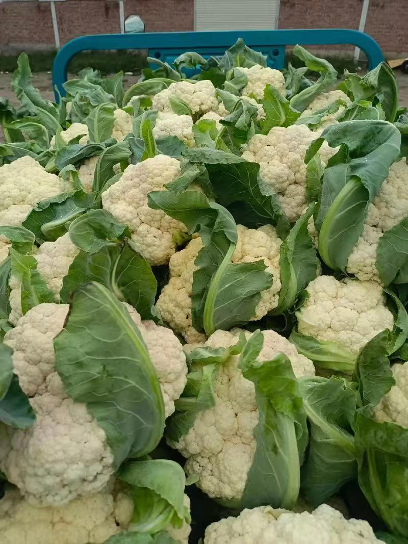 有机花菜青梗白面产地一手货源支持视频看货保质保量
