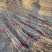 基地大量出售2公分银杏苗