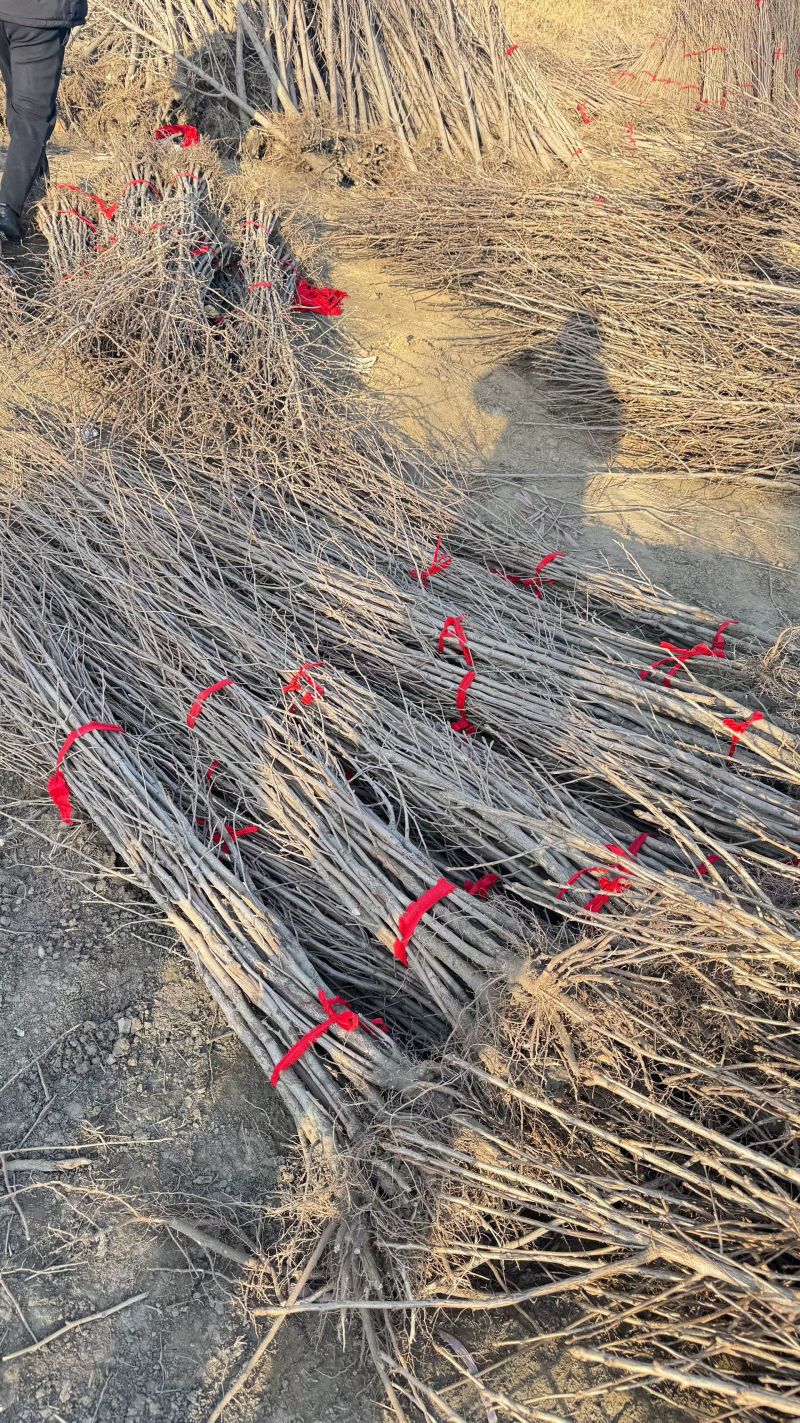基地大量出售2公分银杏苗