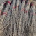基地大量出售2公分银杏苗