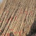基地大量出售2公分银杏苗