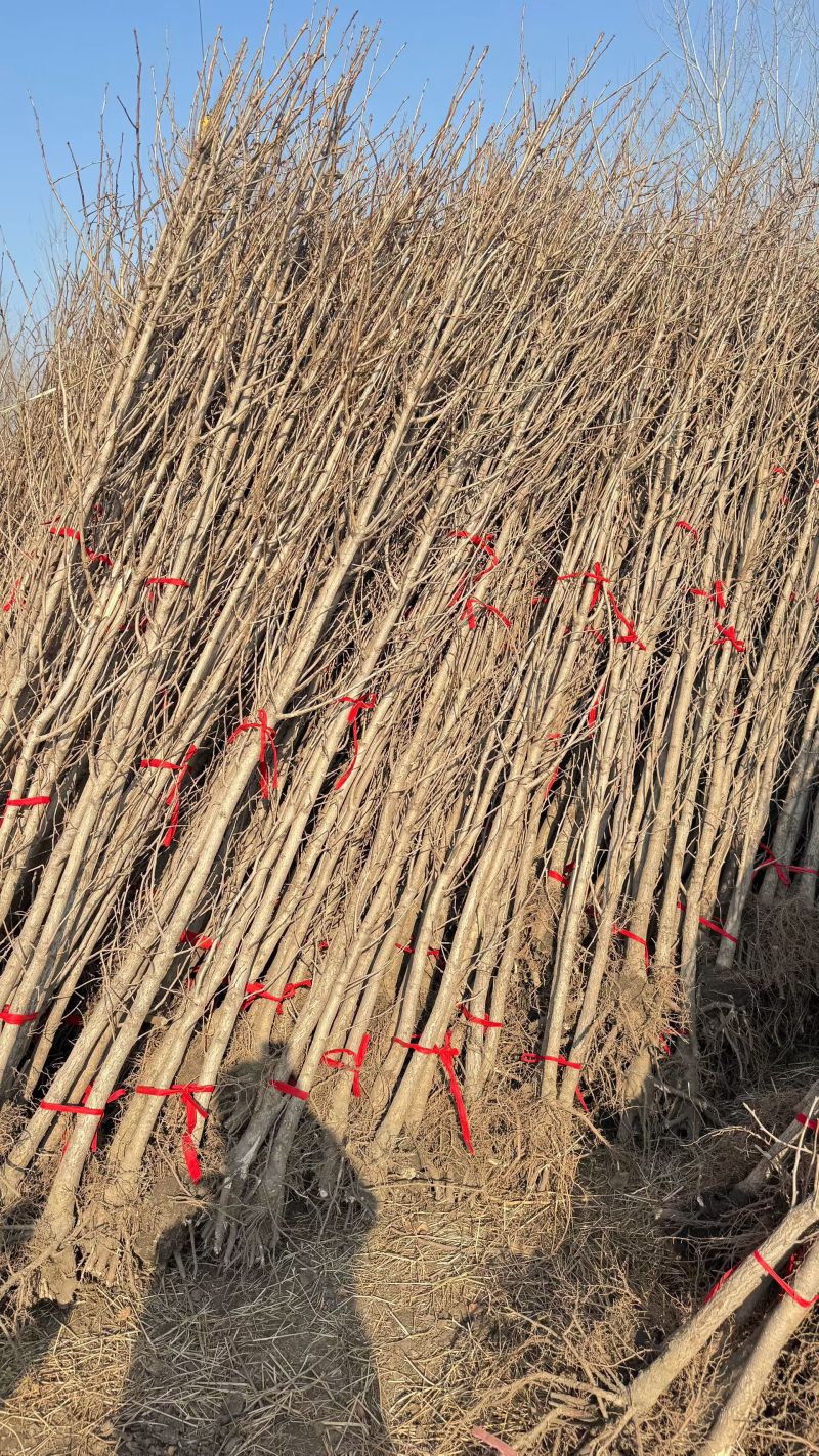 基地大量出售2公分银杏苗