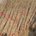 基地大量出售2公分银杏苗