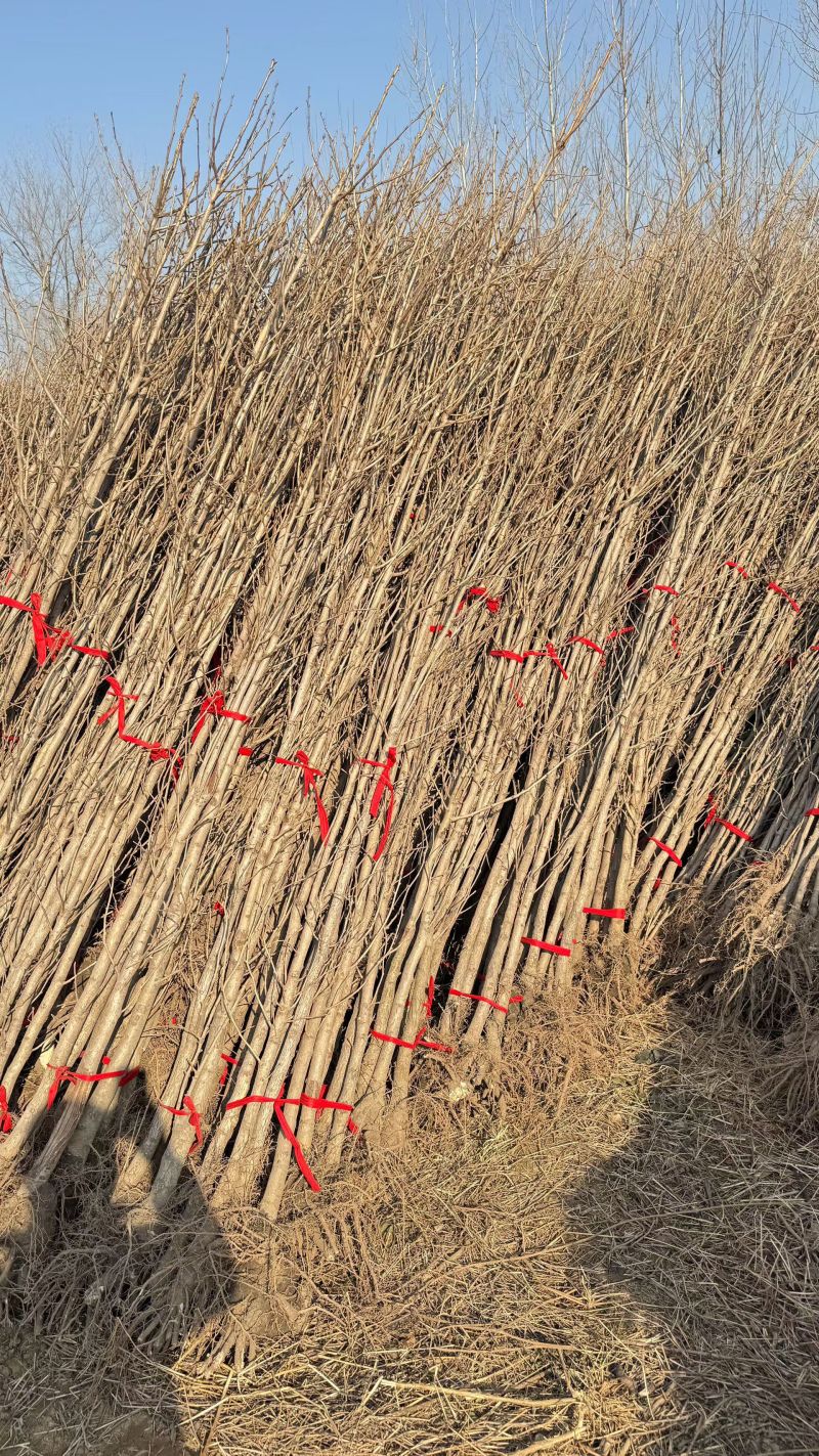 基地大量出售2公分银杏苗