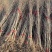 基地大量出售2公分银杏苗