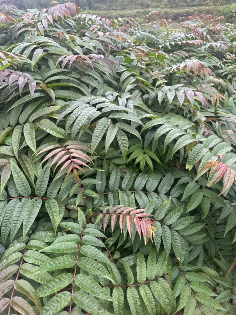 香椿苗基地实发，量大从优，欢迎新老客户前来洽谈