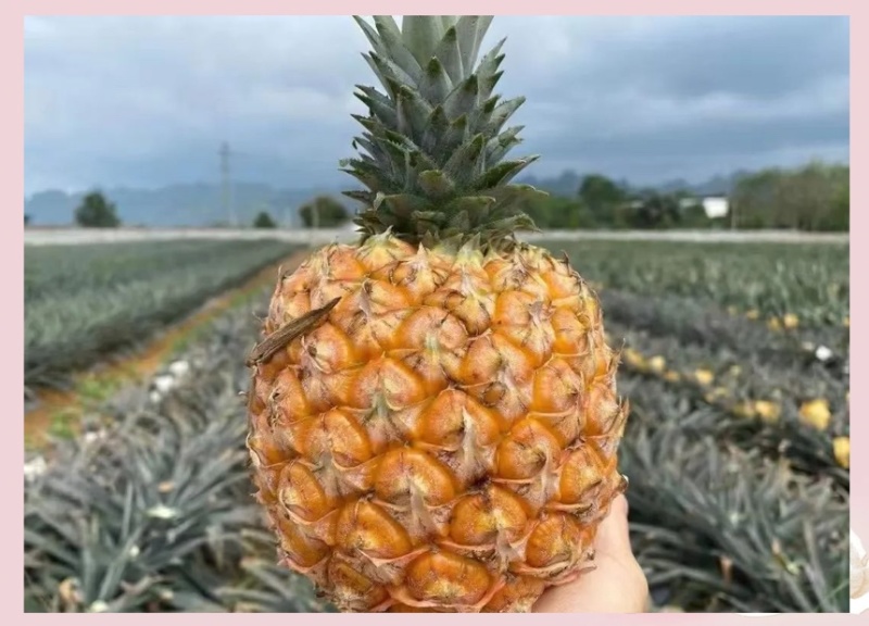 海南芒果凤梨双味爆甜削皮即食无渣爆汁