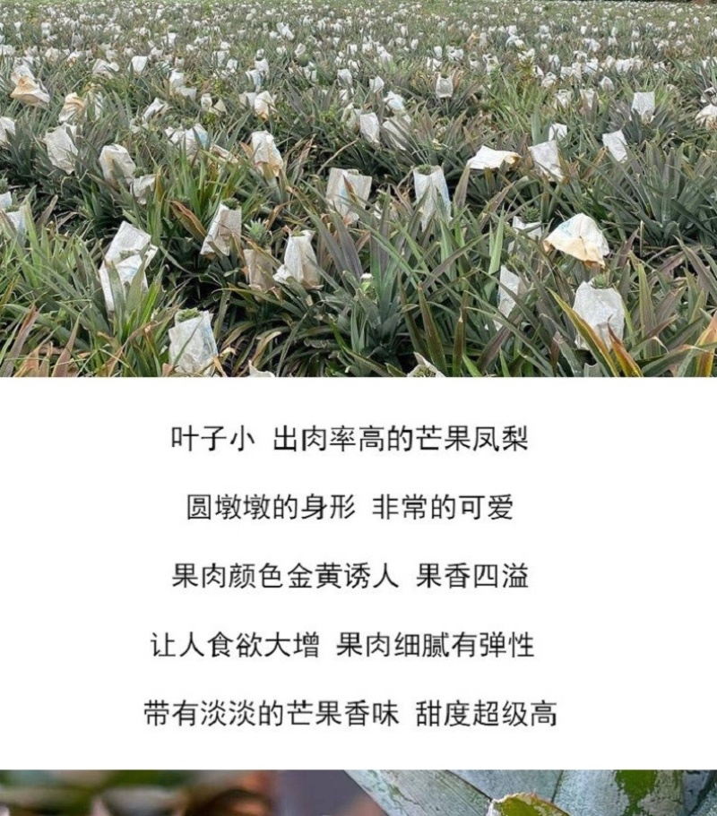 海南芒果凤梨双味爆甜削皮即食无渣爆汁